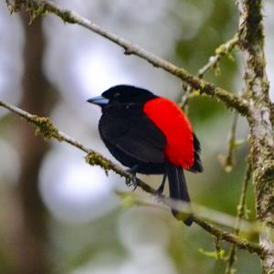 Scarlet-rumped Tanager