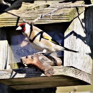 European Goldfinch