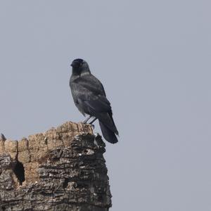 Eurasian Jackdaw