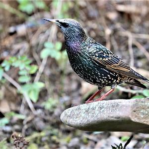 Spotless Starling