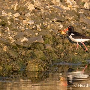 Eurasian Oystercatcher