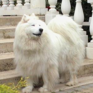 Samoyed