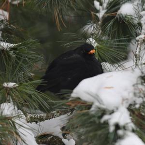 Eurasian Blackbird