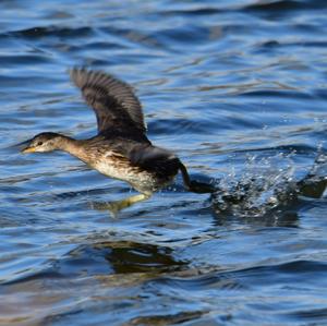 Little Grebe