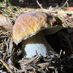 King Bolete