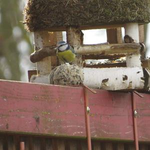 Blue Tit