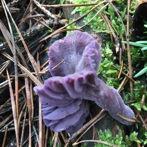 Amethyst Deceiver