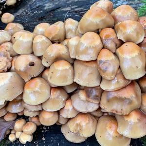 Changing Pholiota