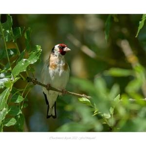 European Goldfinch