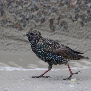 Common Starling