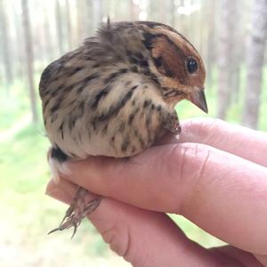 Little Bunting