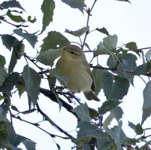 Common Chiffchaff