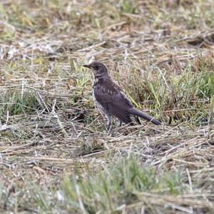 Mistle Thrush