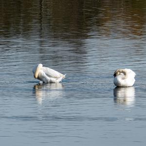 Mute Swan