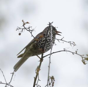 Mistle Thrush