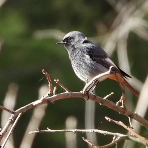 Black Redstart