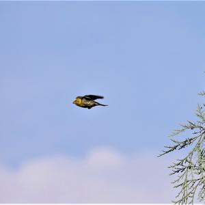 Eurasian Siskin