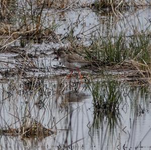 Common Redshank