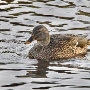 Gadwall