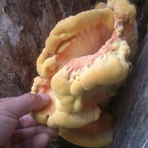 Chicken Mushroom