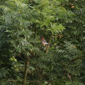 Eurasian Jay