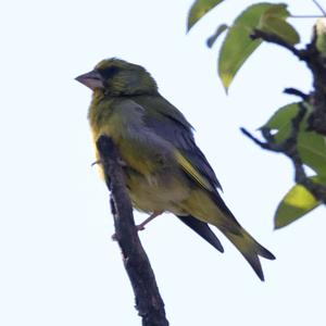 European Greenfinch