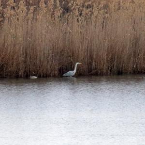 Grey Heron