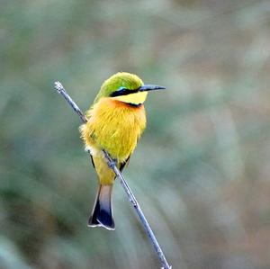 Little Bee-eater