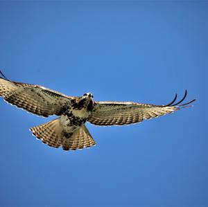 Rotschwanzbussard