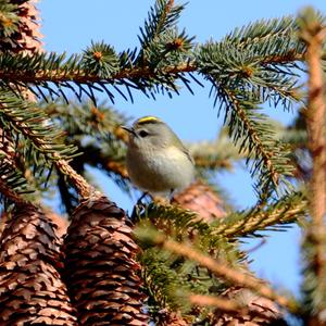 Goldcrest