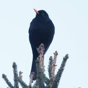 Eurasian Blackbird