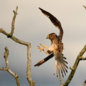 Common Kestrel