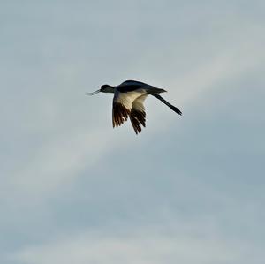 Pied Avocet