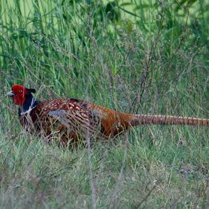 Common Pheasant