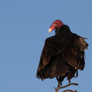 Turkey Vulture