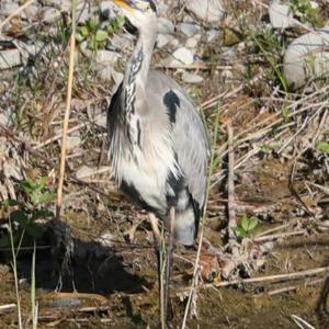 Grey Heron