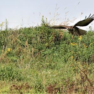 Mäusebussard