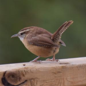 Carolina Wren