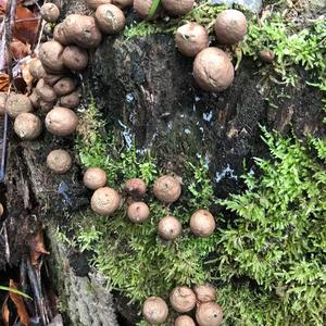 Stump Puffball