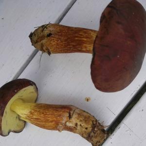 Bay Bolete