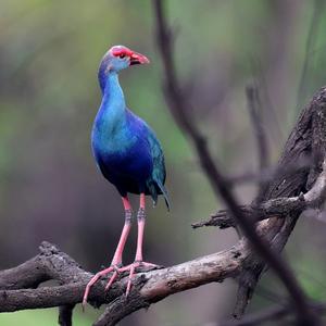 Purple Swamphen