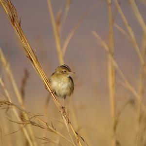 Zitting Cisticola