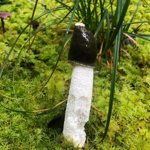 Stinkhorn, Common