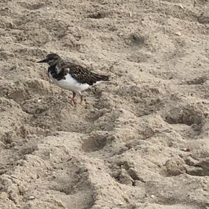 Temminck's Stint