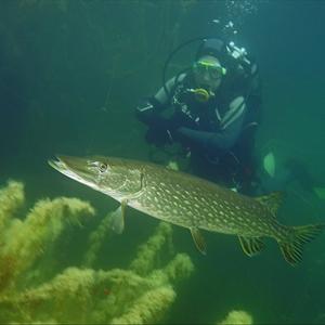 Northern pike