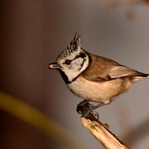 Crested Tit