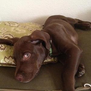 Unknown Breed