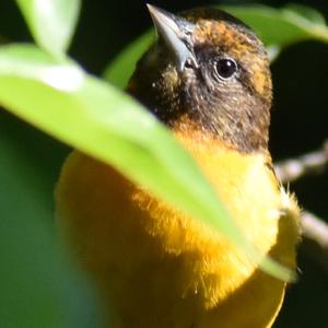 Baltimore Oriole