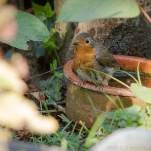 European Robin