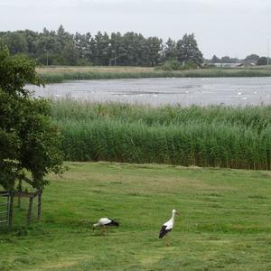 White Stork